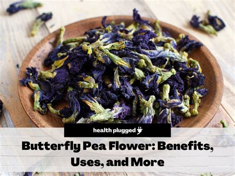 Butterfly Pea Flower: Benefits, Uses, and More - Health Plugged