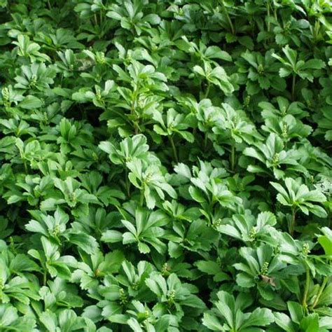 Pachysandra Ground Cover