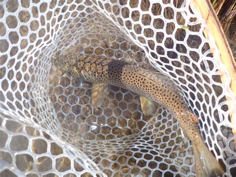 South Platte River | Dave Weller's Fly Fishing Blog