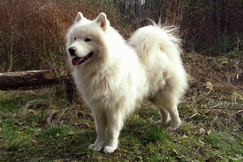 What Is The Best Dog Food for a Samoyed? | Dog Food Guru