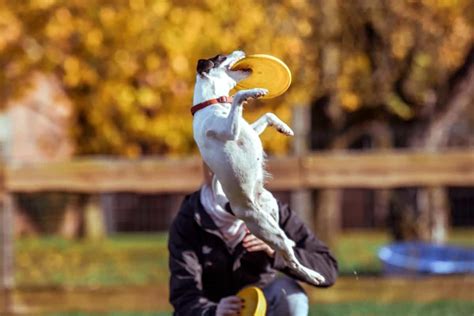 Free picture: dog, competition, people, jump, mascot, person, outdoor, grass