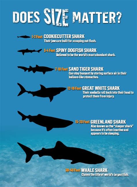 Harold Austin Viral: Tiger Shark Size