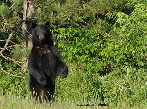 What You Need To Know About The Black Bear | Bear With Us