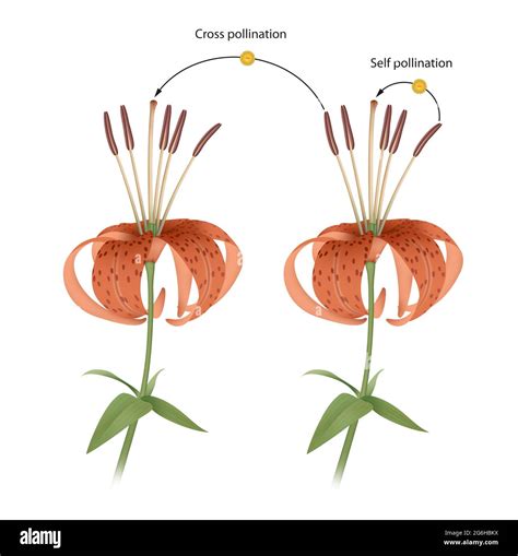 Cross Pollination Diagram