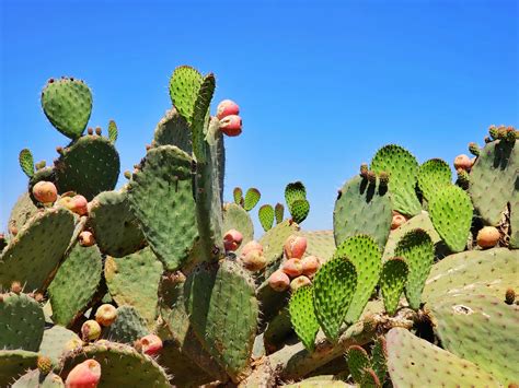 Nopal cactus da mangiare: curiosità e preparazione | Food Blog