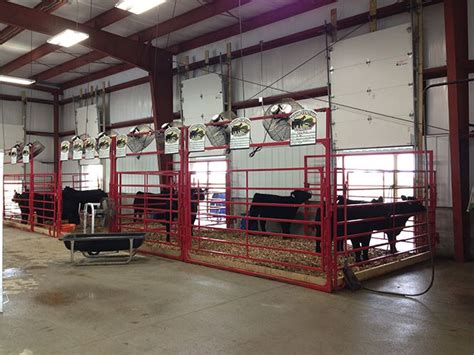 several cows are standing in their stalls at the dairying station, with lights on above them