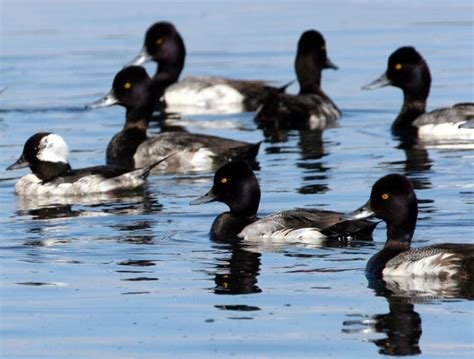 Free picture: bufflehead, greater, scaup, birds