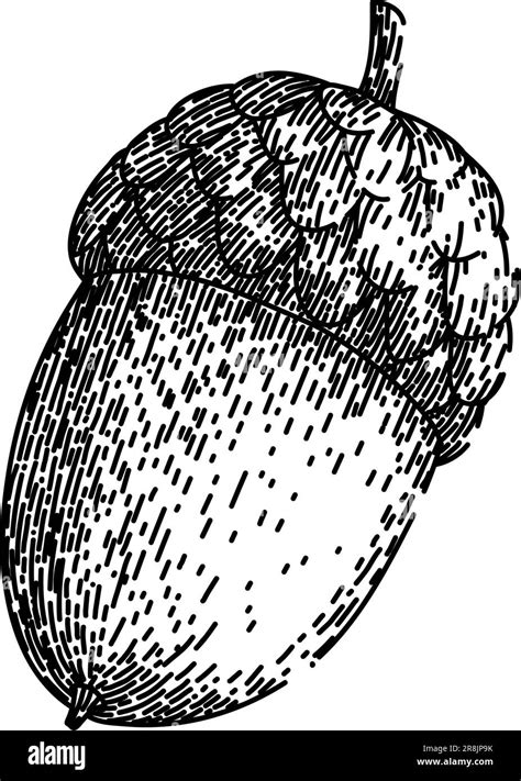 acorn nut green sketch hand drawn vector Stock Vector Image & Art - Alamy