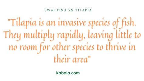 Swai fish vs Tilapia: 4 Interesting Things that May Shock You - Kabaia Foods Inc