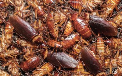 Health Effects Of Cockroach Infestation