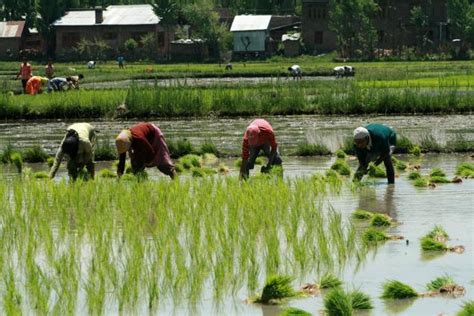 Early rains to boost kharif crops planting: Govt | KANNADIGA WORLD