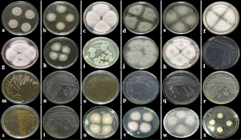 Morphology of endophytic fungi (a-k), endophytic bacteria (l–t), and... | Download Scientific ...