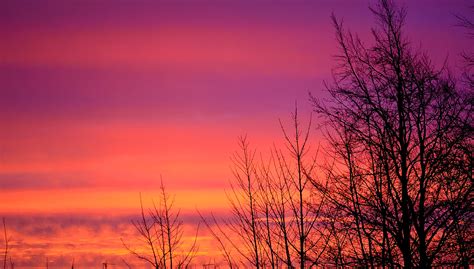 Sunrise And Trees Free Stock Photo - Public Domain Pictures