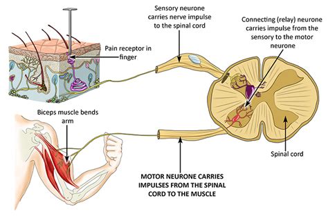 Sensory Receptors Diagram