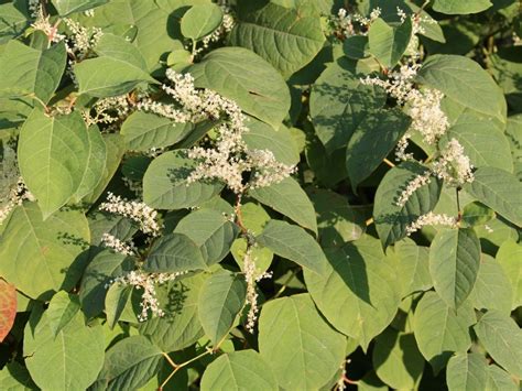 Japanese Knotweed Plant: Control Methods For Japanese Knotweed