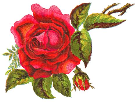 Antique Images: Digital Red Rose Free Flower Clip Art Download Botanical Artwork