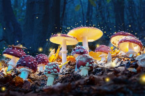 Will Magic Mushrooms Cure My Depression? | Graduate Studies | MUSC