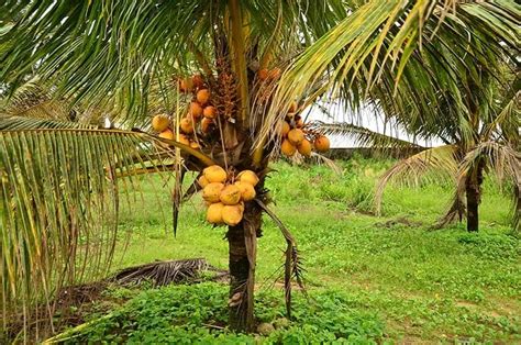 Coconut Tree vs. Palm Tree – How To Identify The Difference - FallsGarden