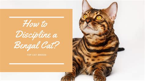 How to Discipline a Bengal Cat? - Top Cat Breeds