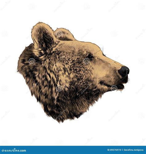 Bear sketch graphics stock illustration. Illustration of painted - 89376974