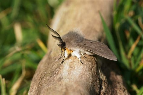 Muslin Moth, Oakford Fitzpaine | Dorset Butterflies