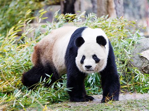 Giant Panda | Zoo Aquarium Madrid