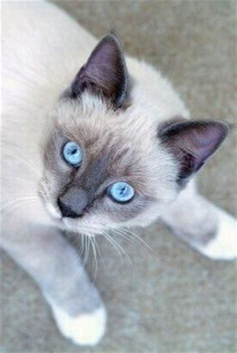 Lavender Siamese Cat - British Shorthair