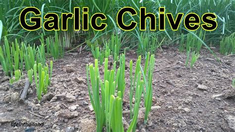 Garlic Chives, Harvest, Clean, Divide, and Transplant. - YouTube