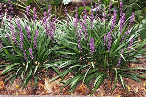 Liriope Muscari 'Big Blue' (Lily Turf), 53% OFF