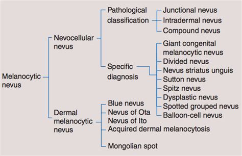 Different types of nevocellular nevus [1] | Download Scientific Diagram