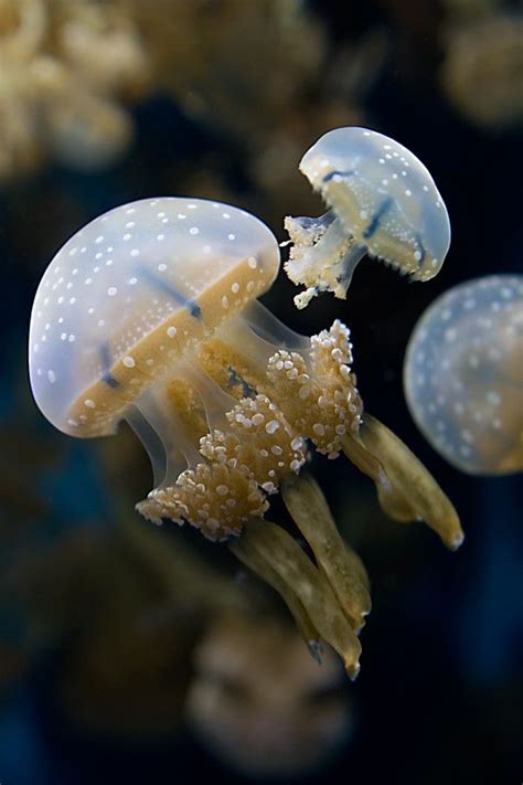 Sea Jewels | Underwater creatures, Ocean creatures, Jellyfish pictures