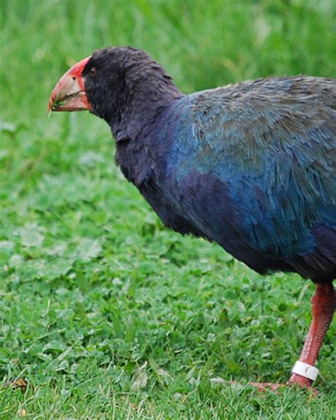 The Return of Takahē: A Conservation Triumph in New Zealand - The Rainforest Site News