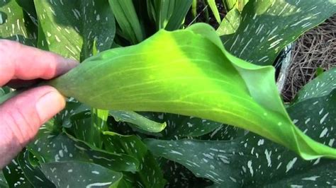 CALLA LILY PROPAGATION FROM SEED 6-28-12 | Calla lily, Growing lilies, White lily flower