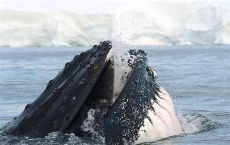 Whales of the Antarctic