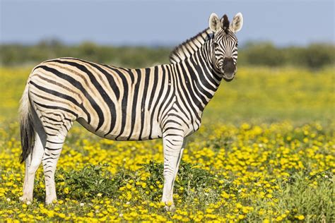 Did you know that zebras' stripes are as unique as fingerprints? Learn more fascinating facts ...