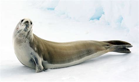 Crabeater seal - Alchetron, The Free Social Encyclopedia