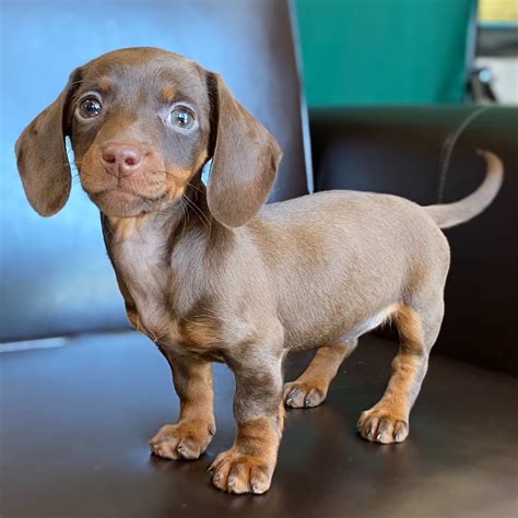 53+ Female Mini Dachshund Puppy Image - Bleumoonproductions