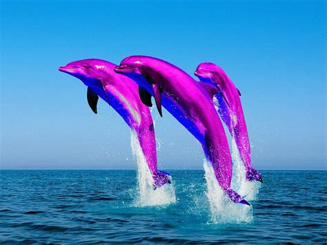 Pink Jumping Bottlenose Dolphins | Liam Croucher | Flickr