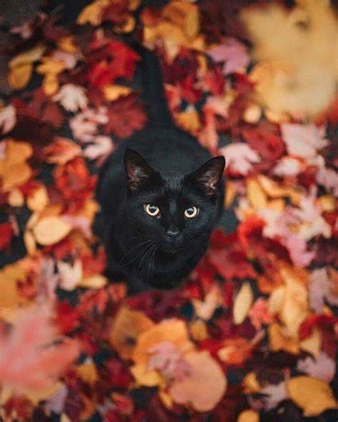 Beautiful black cat loves autumn! Check out our amazing image collage full of cats that are in ...