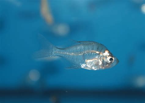 Glass Fish (Parambassis Ranga): Care, Diet, Breeding And More - Badman's Tropical Fish