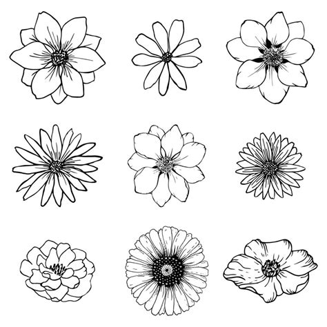 Set sketch flowers line drawing. Nature Line art vector. Botanical illustration. 2302612 Vector ...