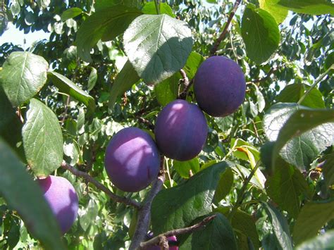 Health Benefits Of The Cooling Prunes Fruit | HubPages