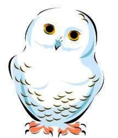 Snowy Owl Drawing | Free download on ClipArtMag