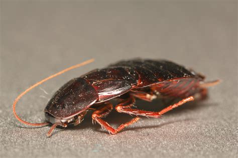 Oriental Cockroaches - It's Pest Control and Extermination in Toronto