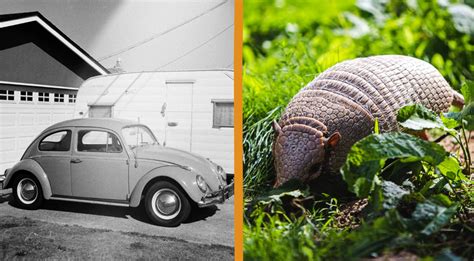 Farmer Finds 20,000-Year-Old Armadillo Fossils In Yard