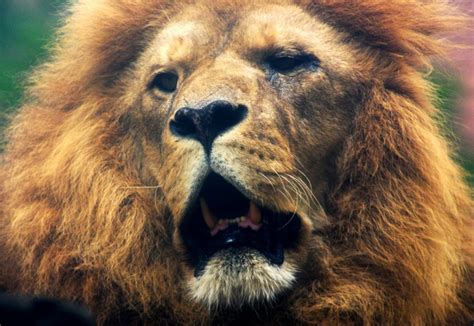 90 Lion Names for the Big Cat (or Dog) in Your Life - PetHelpful