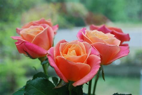 Punnett's Square: New genetic details may make roses smell like roses