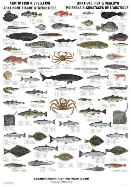 Arctic Fish and Shellfish - La Tene Maps