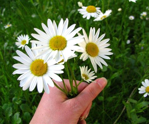 bunch of daisies Free Photo Download | FreeImages