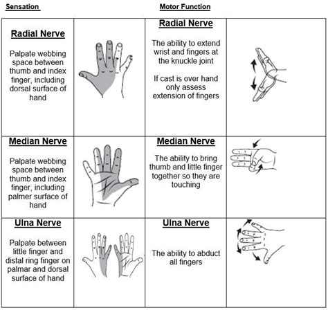 Clinical Guidelines (Nursing) : Neurovascular observations | Orthopedic physical therapy ...